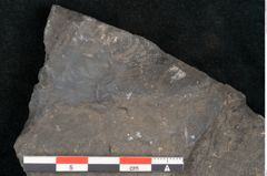Foto (Detailansicht) von Lepidostrobus variabilis Lindley et Hutton (NHMW-GEO-2024-0188-11286)